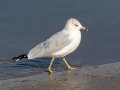 Ring-billed Gull