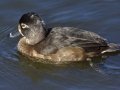 Ring-necked Duck