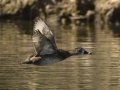Ring-necked Duck