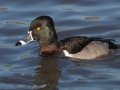 Ring-necked Duck