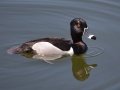 Ring-necked Duck