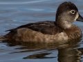 Ring-necked Duck