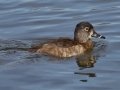Ring-necked Duck