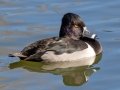 Ring-necked Duck