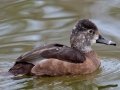 Ring-necked Duck