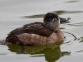 Ring-necked Duck