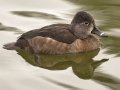 Ring-necked Duck