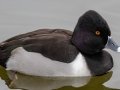 Ring-necked Duck