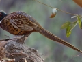 Ring-necked Pheasant