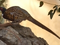 Ring-necked Pheasant