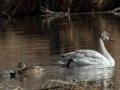 Tundra Swan with a pair of Gadwall. - Dec 12 2022 - Rio Grande Nature Center SP--Visitor Center – Bernalillo County – New Mexico
