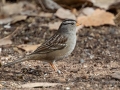 White-crowned Sparrow -  Dec 12 2022 - Rio Grande Nature Center SP--Visitor Center – Bernalillo County – New Mexico