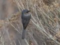 Bushtit - Dec 13 2022 - Embudo Canyon – Bernalillo County – New Mexico