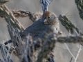 Canyon Towhee - Dec 13 2022 - Embudo Canyon – Bernalillo County – New Mexico