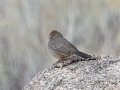 Canyon Towhee - Dec 13 2022 - Embudo Canyon – Bernalillo County – New Mexico