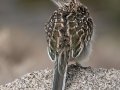 Greater Roadrunner - Dec 13 2022 - Embudo Canyon – Bernalillo County – New Mexico