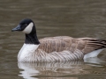 Cackling Goose - Dec 13 2022 - Rio Grande Nature Center SP--Visitor Center – Bernalillo County – New Mexico