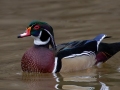 Wood Duck (male) - Dec 13 2022 - Rio Grande Nature Center SP--Visitor Center – Bernalillo County – New Mexico