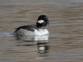 Bufflehead (female) - Dec 13 2022 - Rio Grande Nature Center SP--Visitor Center – Bernalillo County – New Mexico
