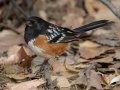 Spotted Towhee - Dec 13 2022 - Rio Grande Nature Center SP--Visitor Center – Bernalillo County – New Mexico