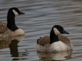 Cackling Goose (with Canada Goose in background) - Dec 13 2022 - Rio Grande Nature Center SP--Visitor Center – Bernalillo County – New Mexico