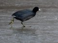 American Coot (skating across the ice) - Dec 13 2022 - Rio Grande Nature Center SP--Visitor Center – Bernalillo County – New Mexico