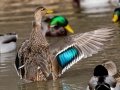 Mexican Duck - Dec 13 2022 - Rio Grande Nature Center SP--Visitor Center – Bernalillo County – New Mexico