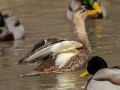 Mexican Duck - Dec 13 2022 - Rio Grande Nature Center SP--Visitor Center – Bernalillo County – New Mexico