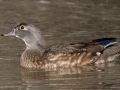 Wood Duck (female) - Dec 13 2022 - Rio Grande Nature Center SP--Visitor Center – Bernalillo County – New Mexico