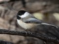 Black-capped Chickadee - Dec 13 2022 - Rio Grande Nature Center SP--Visitor Center – Bernalillo County – New Mexico
