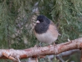 Dark-eyed Junco (Oregon) - Dec 13 2022 - Rio Grande Nature Center SP--Visitor Center – Bernalillo County – New Mexico