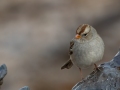 White-crowned Sparrow (juvenile Gambel's) - Dec 13 2022 - Rio Grande Nature Center SP--Visitor Center – Bernalillo County – New Mexico