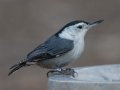 White-breasted Nuthatch - Dec 13 2022 - Rio Grande Nature Center SP--Visitor Center – Bernalillo County – New Mexico