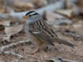 White-crowned Sparrow (adult Gambel's) - Dec 13 2022 - Rio Grande Nature Center SP--Visitor Center – Bernalillo County – New Mexico