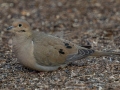 Mourning Dove - Dec 13 2022 - Rio Grande Nature Center SP--Visitor Center – Bernalillo County – New Mexico