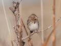 Song Sparrow - Dec 18 2022 - Sooner Lake--Bank Fishing Area - Noble County - Oklahoma