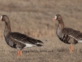 Greater White-fronted Geese - Dec 17 2022 - Sooner Lake--Sooner Recreation Area - Noble County - Oklahoma