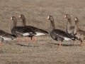 Greater White-fronted Geese - Dec 17 2022 - Sooner Lake--Sooner Recreation Area - Noble County - Oklahoma