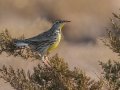 Western Meadowlark - Dec 18 2022 - Sooner Lake--Bank Fishing Area - Noble County - Oklahoma