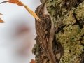Brown Creeper - Dec 9 2022 - Mingo NWR – Stoddard County – Missouri