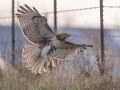 Red-tailed Hawk (borealis) - Dec 9 2022 - N Ballard Church Rd - Wickliffe US-KY - Ballard County - Kentucky