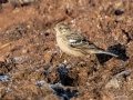Smith's Longspur - Dec 18 2022 - Sooner Lake--Bank Fishing Area - Noble County - Oklahoma