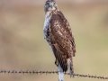 Red-tailed Hawk (borealis) - Dec 9 2022 - N Ballard Church Rd - Wickliffe US-KY - Ballard County - Kentucky