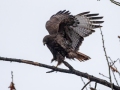 Red-tailed Hawk (Harlan's) - Dec 10 2022 - Cimarron River--68th St – Payne County - Oklahoma