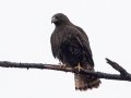 Red-tailed Hawk (Harlan's) - Dec 10 2022 - Cimarron River--68th St – Payne County - Oklahoma