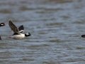 Bufflehead - Dec 18 2022 - Sooner Lake--Bank Fishing Area - Noble County - Oklahoma