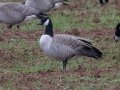 Cackling Goose - Dec 10 2022 - Meridian Technology Center Pond – Payne County - Oklahoma