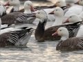 Snow Geese - Dec 19 2022 - Otter Slough CA - Stoddard County - Missouri