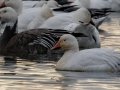 Snow Geese - Dec 19 2022 - Otter Slough CA - Stoddard County - Missouri