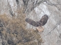 Red-tailed Hawk (Harlan's) - Dec 10 2022 - 14671 W Jack Choate Ave - Hennessey US-OK – Kingfisher County - Oklahoma